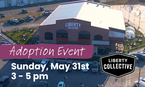 AFHS Adoption event at Liberty Collective